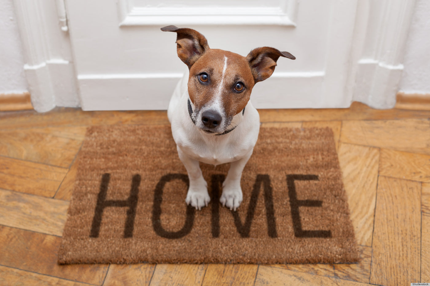 Keeping A Pet Home Human Friendly