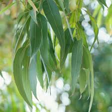 Eucalyptus Globulus oil