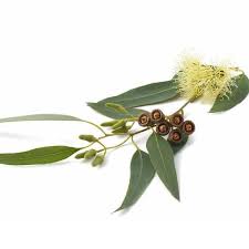 Eucalyptus