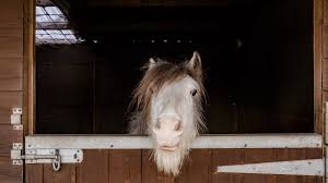 DLF Stable Spray
