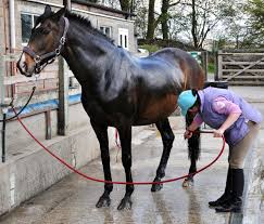 DLF Horse Shampoo - Habitat Cleaning Supplies Co