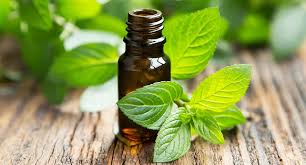 Pepermint Oil