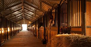 DLF Stable Spray - Cleaning Hub Centurion. Factory shop