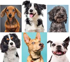 Dog Shampoo with Aloe Vera extracts & Coconut oils - Cleaning Hub Centurion.Your Cleaning Supplies Company.