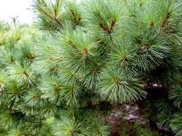 Pine Disinfectant